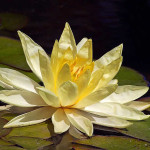 The Lotus Flower: Despite Adversity