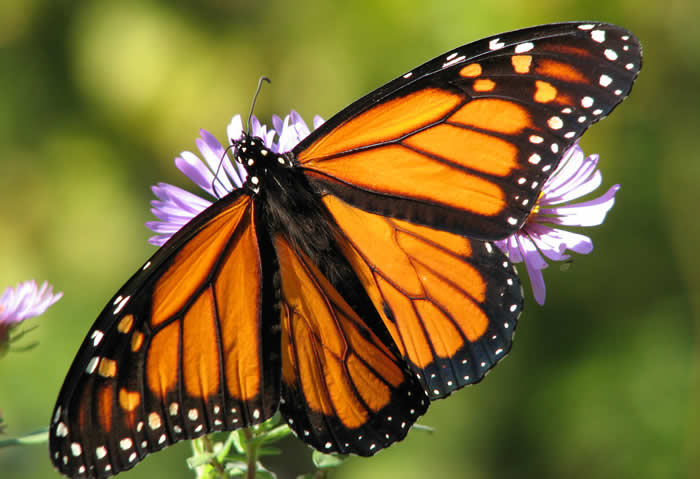 butterfly metamorphosis