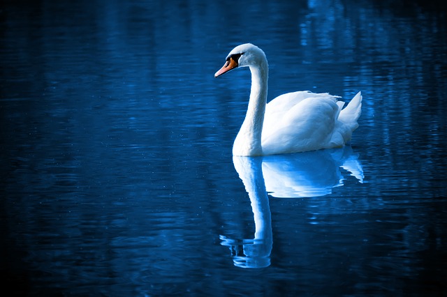 authentic self swan